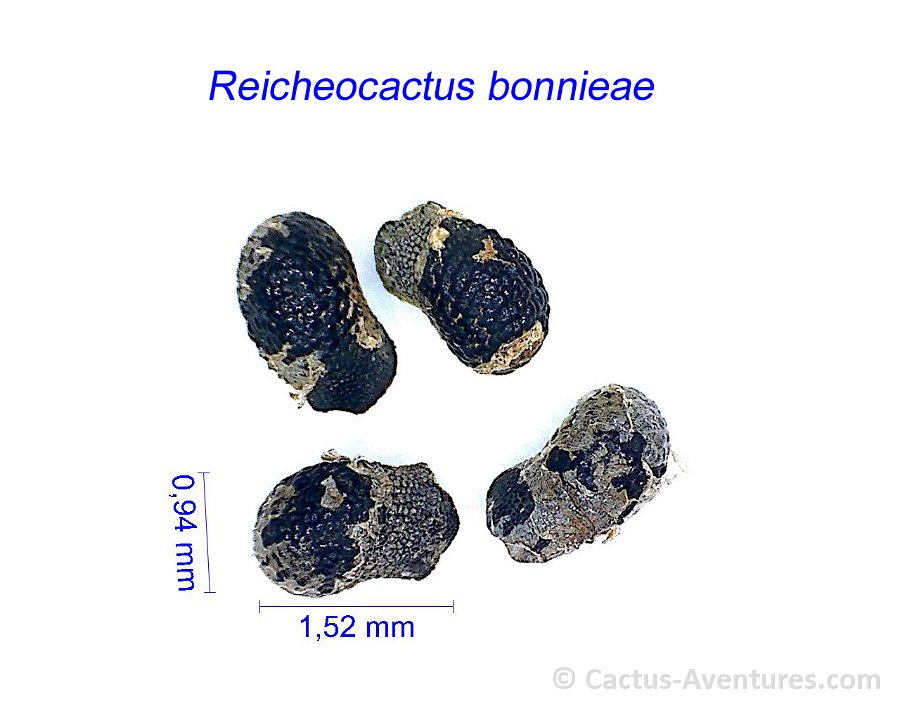 Reicheocactus bonnieae AB